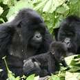 Help save the mountain gorillas by watching a movie.