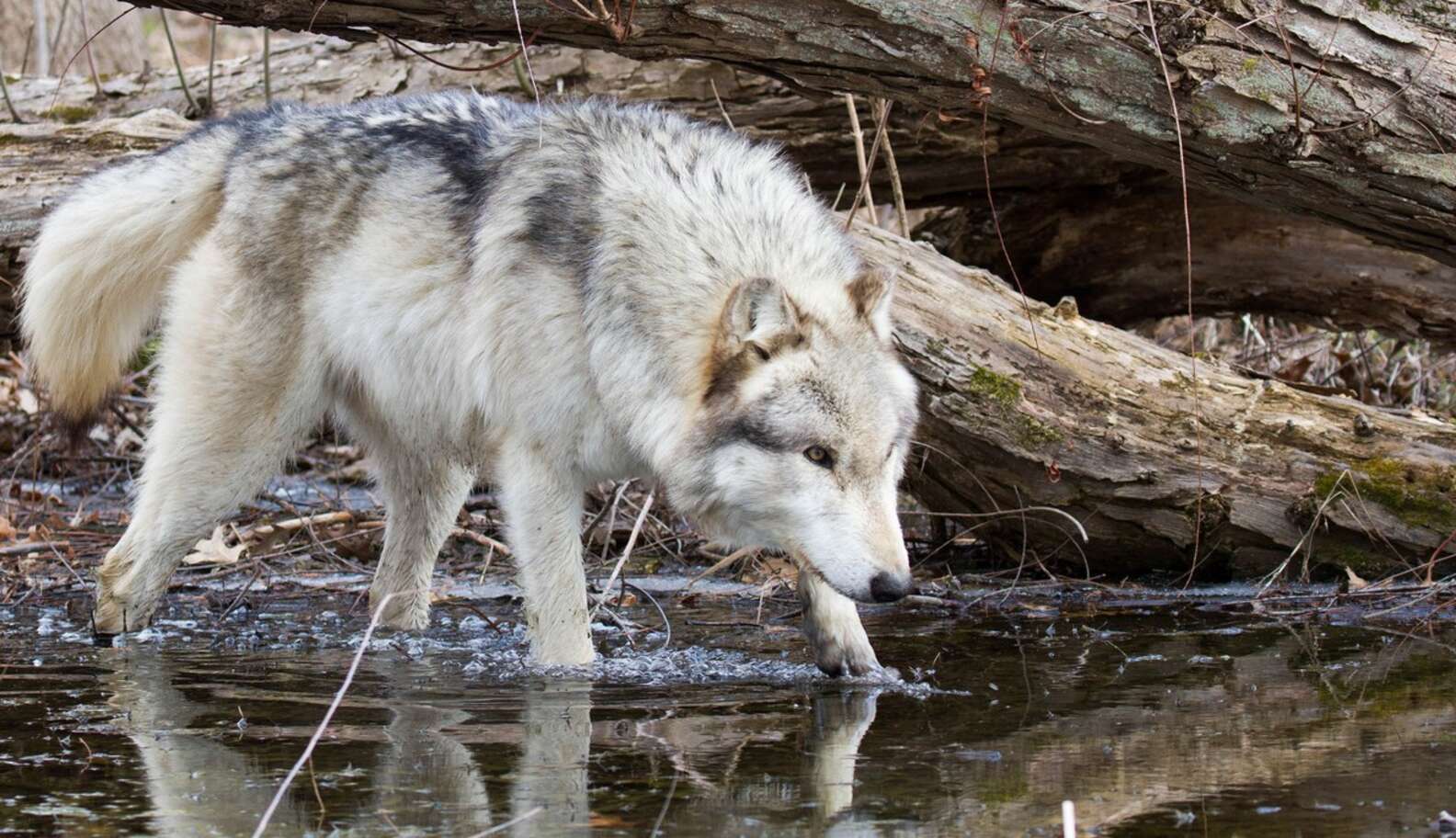 Wolf hunters. Тундровый волк.