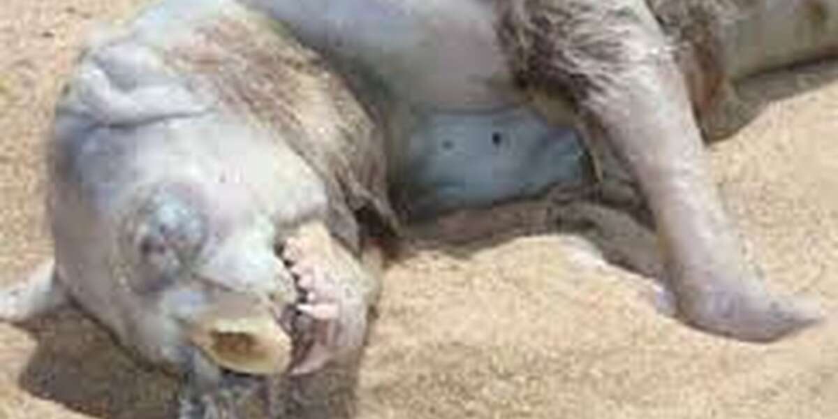 The Montauk Monster - The Dodo