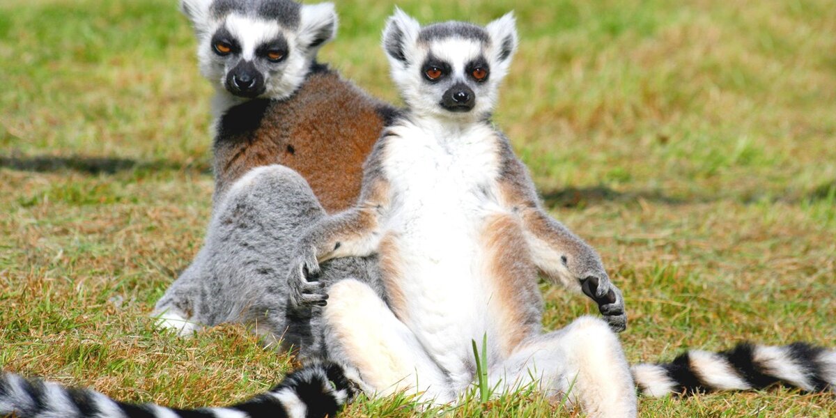 15 Lemur Memes That Will Make Your Wednesday So much Better - I