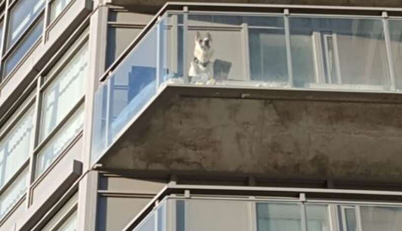 can you keep a dog on a balcony