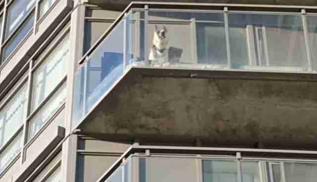 A Balcony Is No Place To Leave Your Dog The Dodo