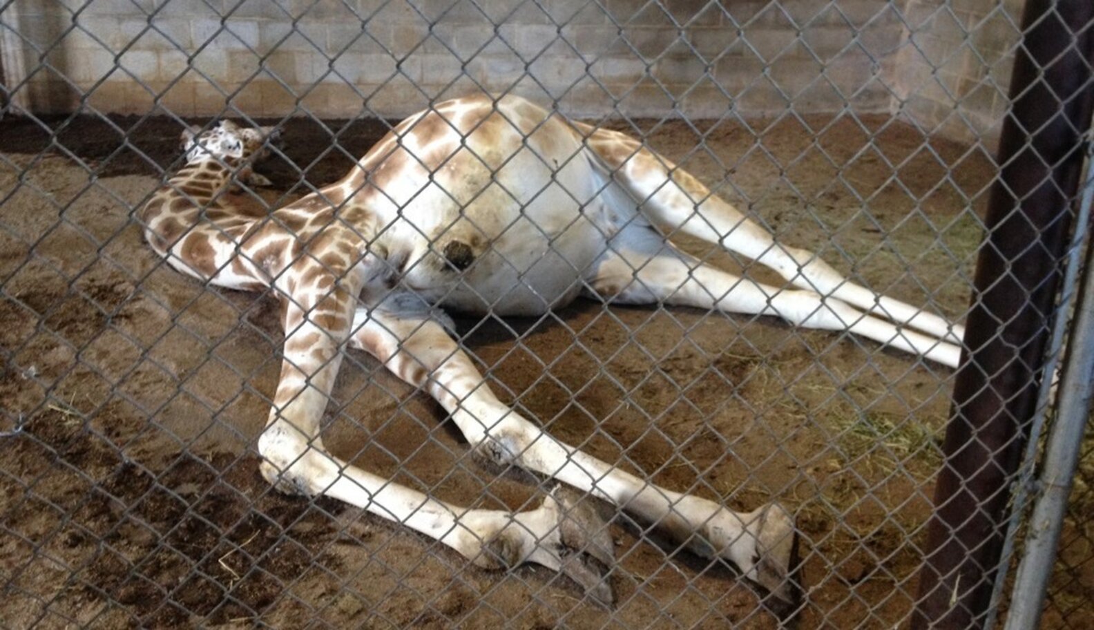 BREAKING: State Shuts Down Disgusting, Wildly Corrupt Roadside Zoo ...