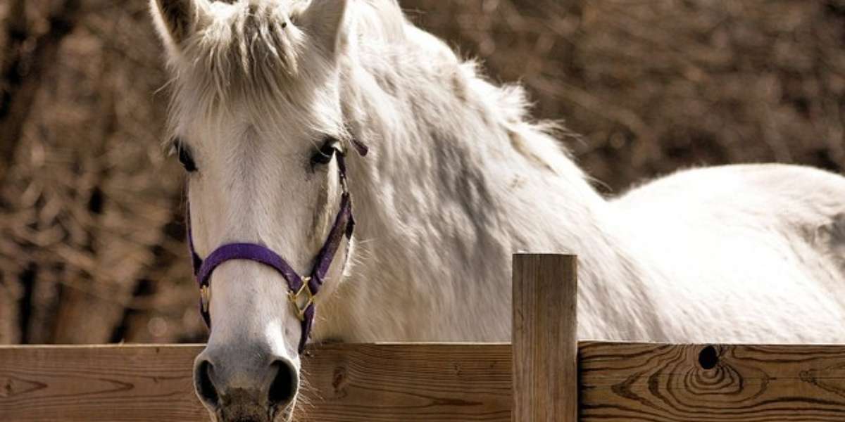 More Abuse Carriage Horse Forced To Work Through Heat Wave In Spite Of