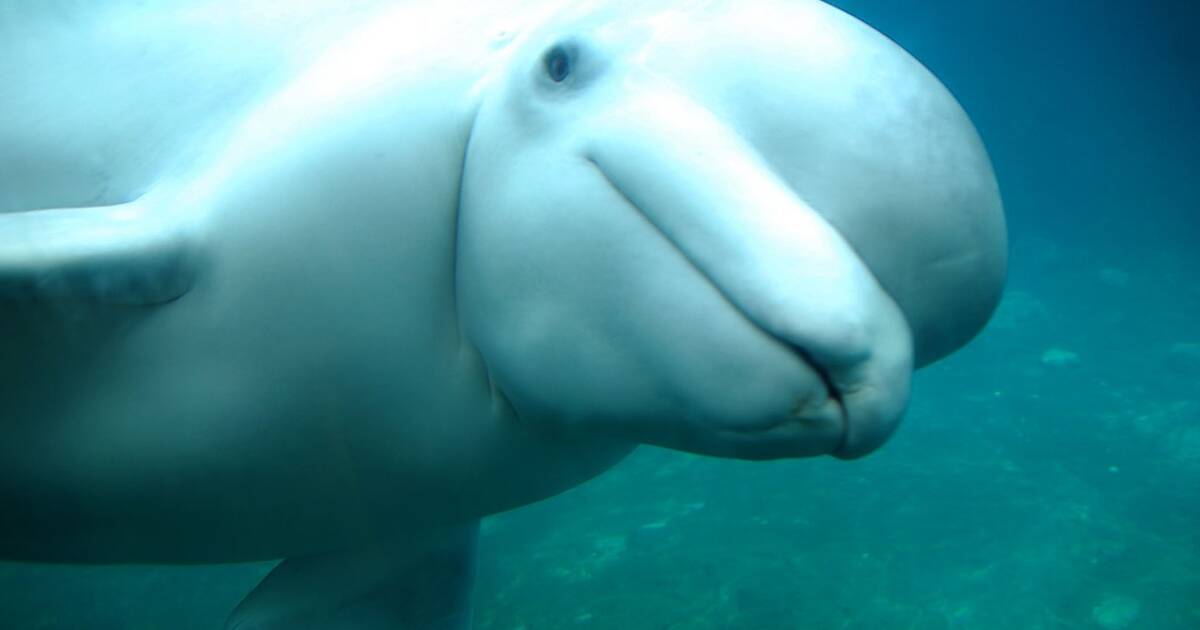 Beluga sprays kid.  Best funny pictures, Beluga, Funny