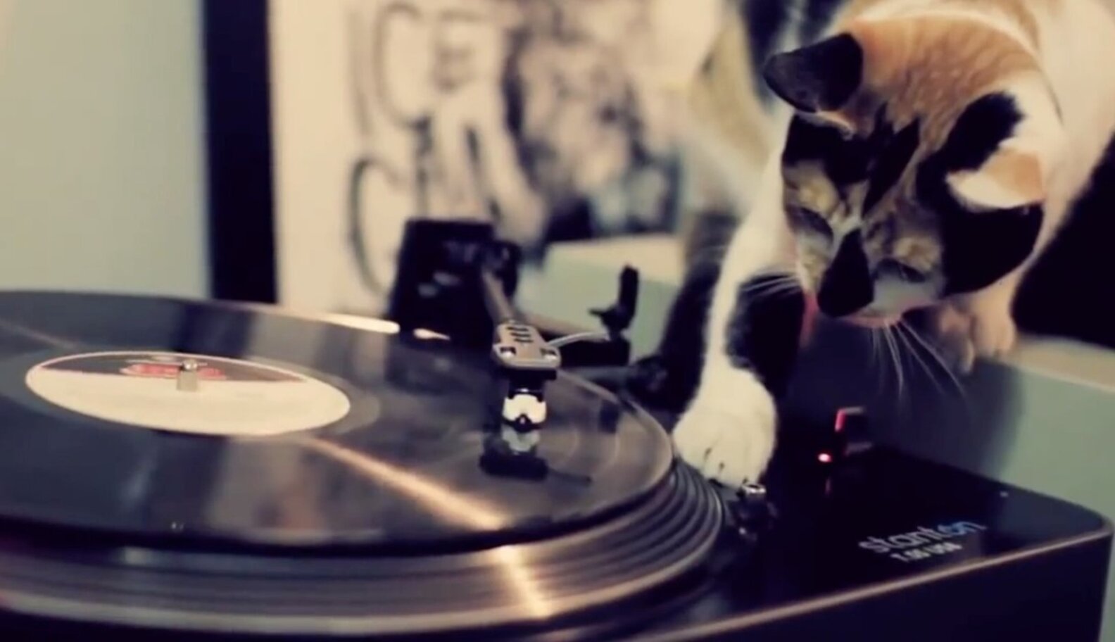 These Cats Can Scratch! See Kitties Reacting To Turntables The Dodo