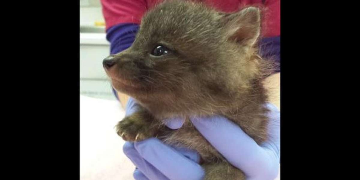 Rescuers Discover Baby Fox Desperately Crying For His Mom - The Dodo