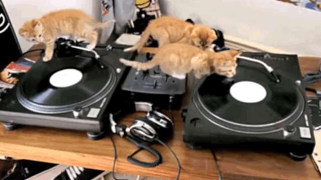 Cat is the DJ | Old school Turntable Vinyl LP | Music | Sticker