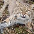 500 More Bobcats Are About To Be Killed For Their Fur