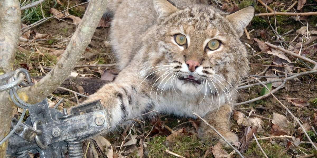 500 More Bobcats Are About To Be Killed For Their Fur The Dodo