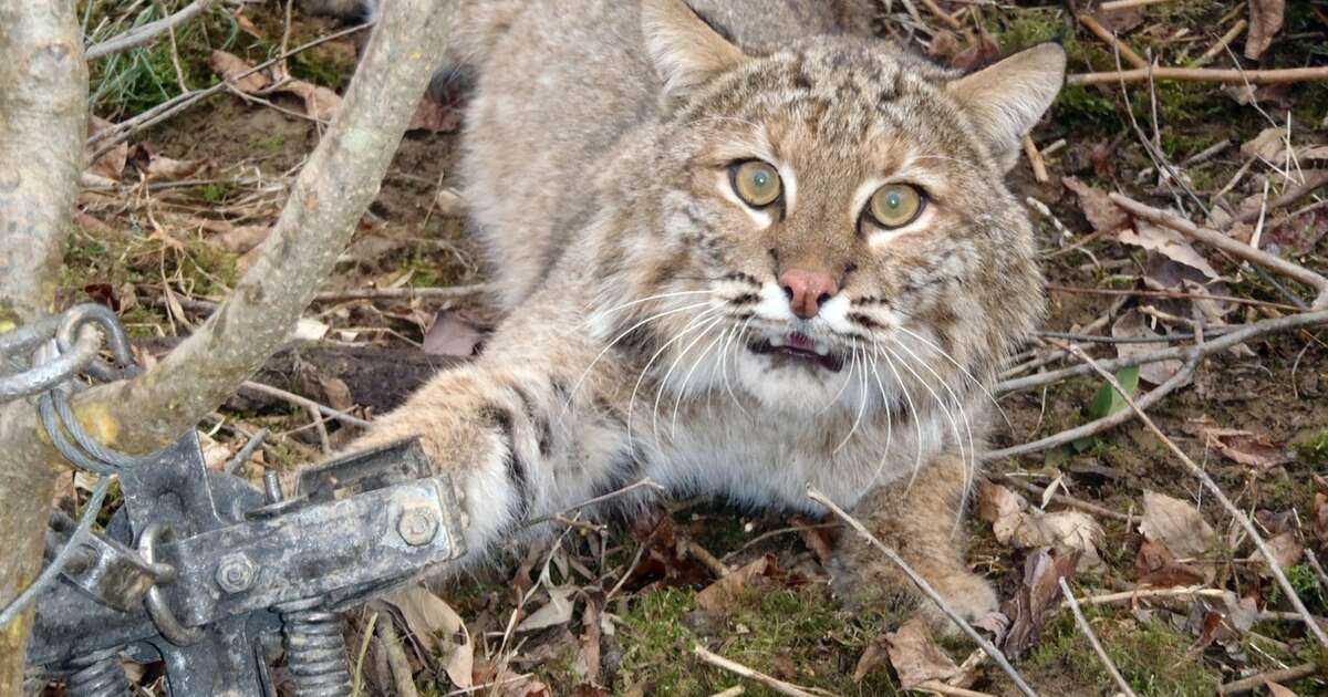 500 More Bobcats Are About To Be Killed For Their Fur - The Dodo