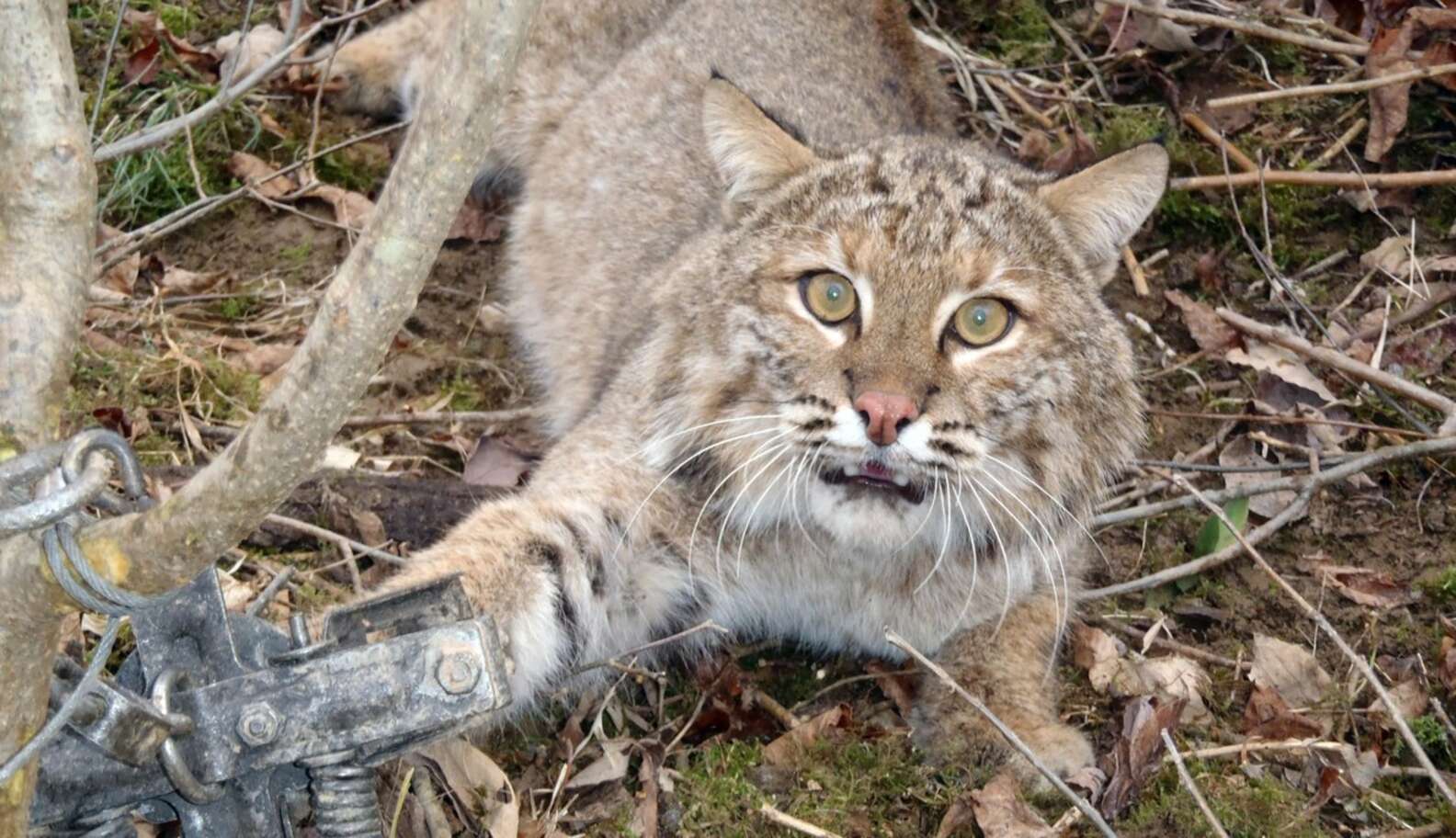 500 More Bobcats Are About To Be Killed For Their Fur - The Dodo