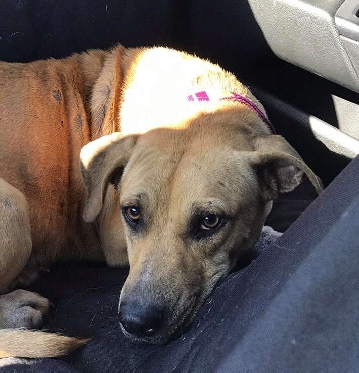 Harper, a hound mix dog rescued from Redland, Florida