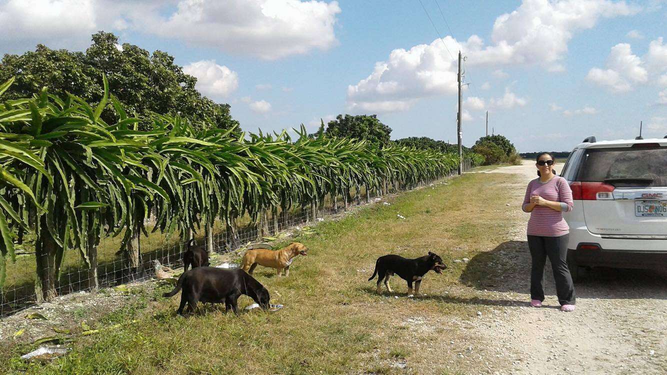 Homeless dogs in Redland, Florida, also known as The Redlands