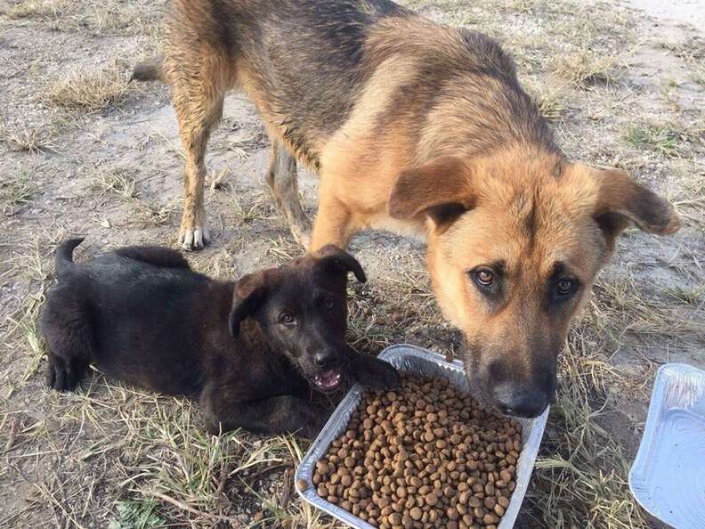 Homeless dogs in Redland, Florida, also known as The Redlands