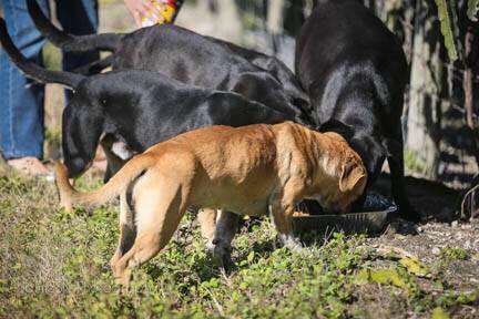 Homeless dogs in Redland, Florida, also known as The Redlands
