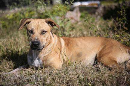 Harper, a dog living in Redland Florida, or "The Redlands."