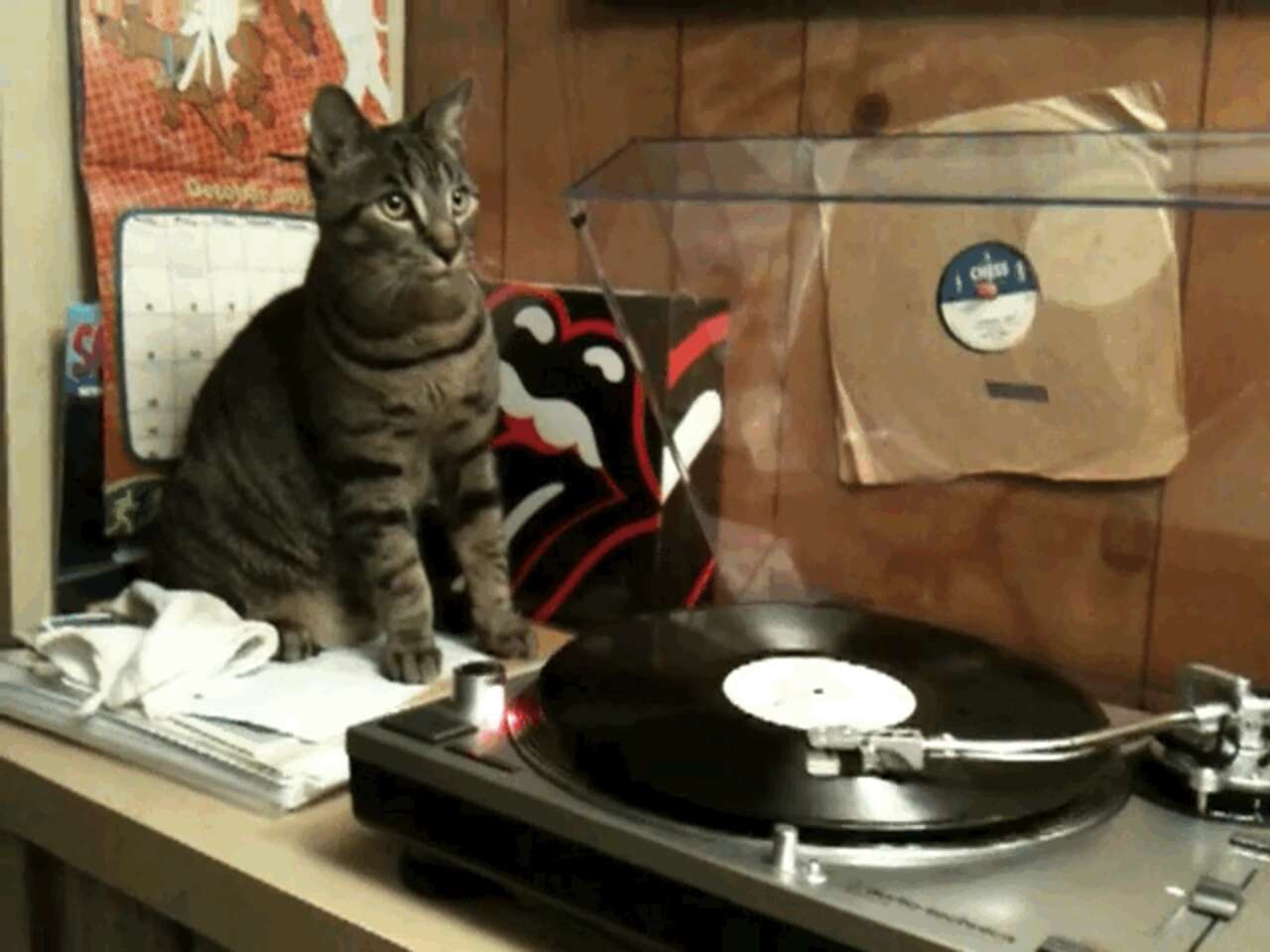 Cat Using A Turntable These Cats Can Scratch! See Kitties Reacting To Turntables - The Dodo