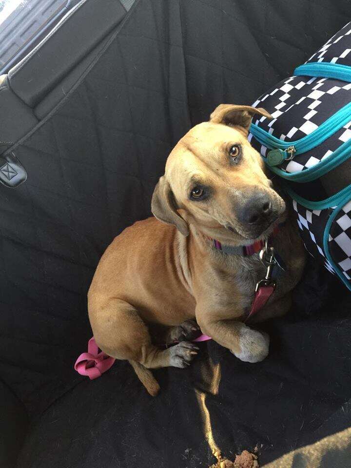 Harper, a hound mix dog rescued from Redland, Florida