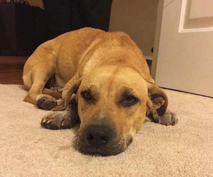 Harper, a hound mix dog rescued from Redland, Florida