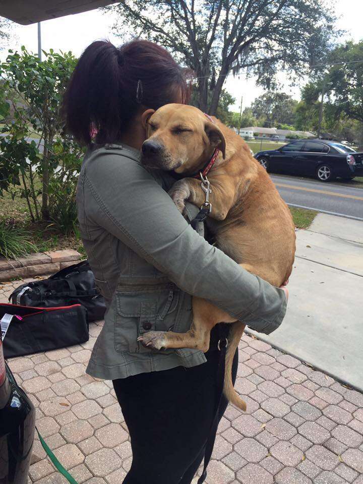 Harper being carried by Jennifer Adorno, president of Furever Bully Love Rescue