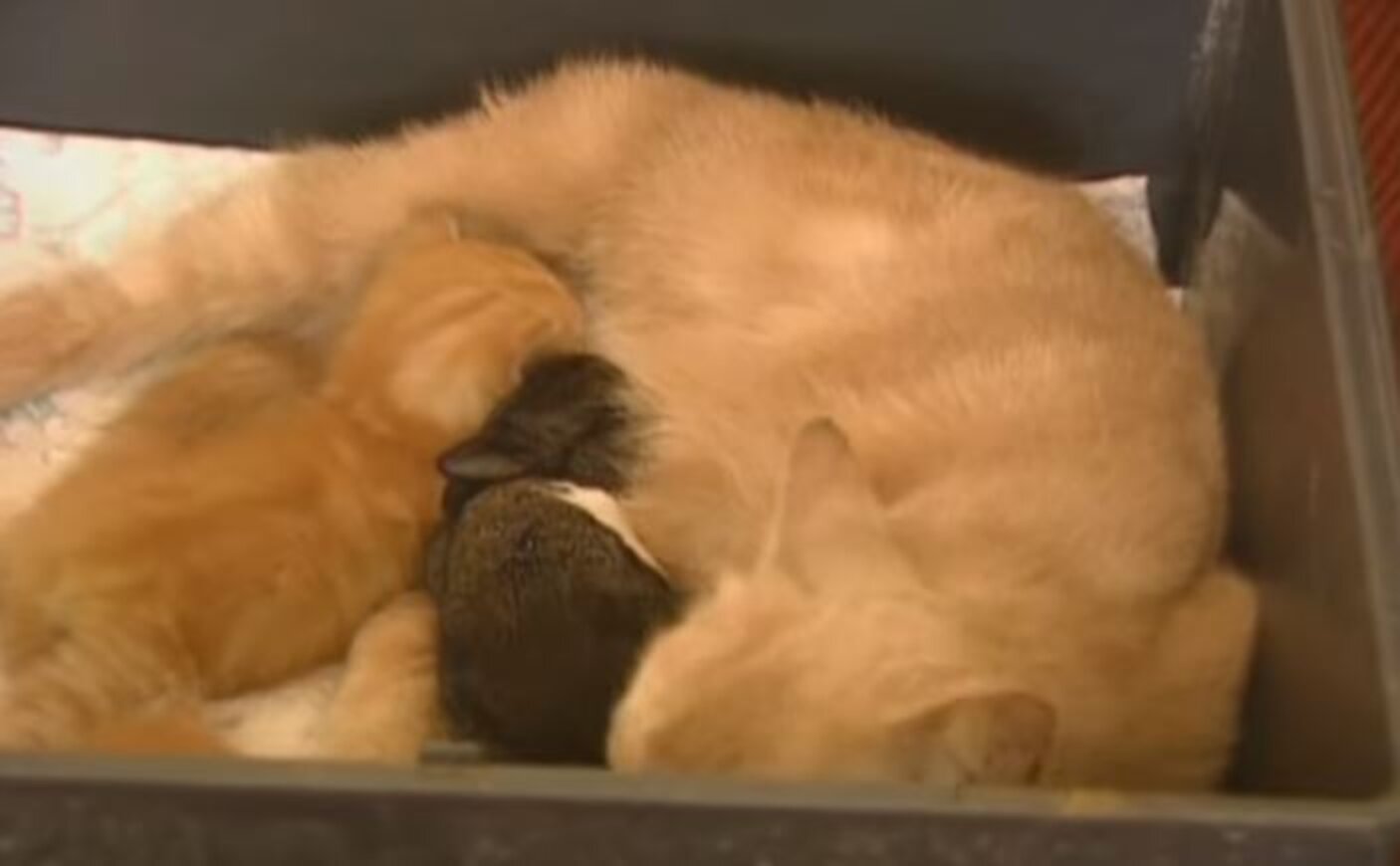 Cat Finds Baby Rabbit On The Sofa And Decides To Keep Her - The Dodo