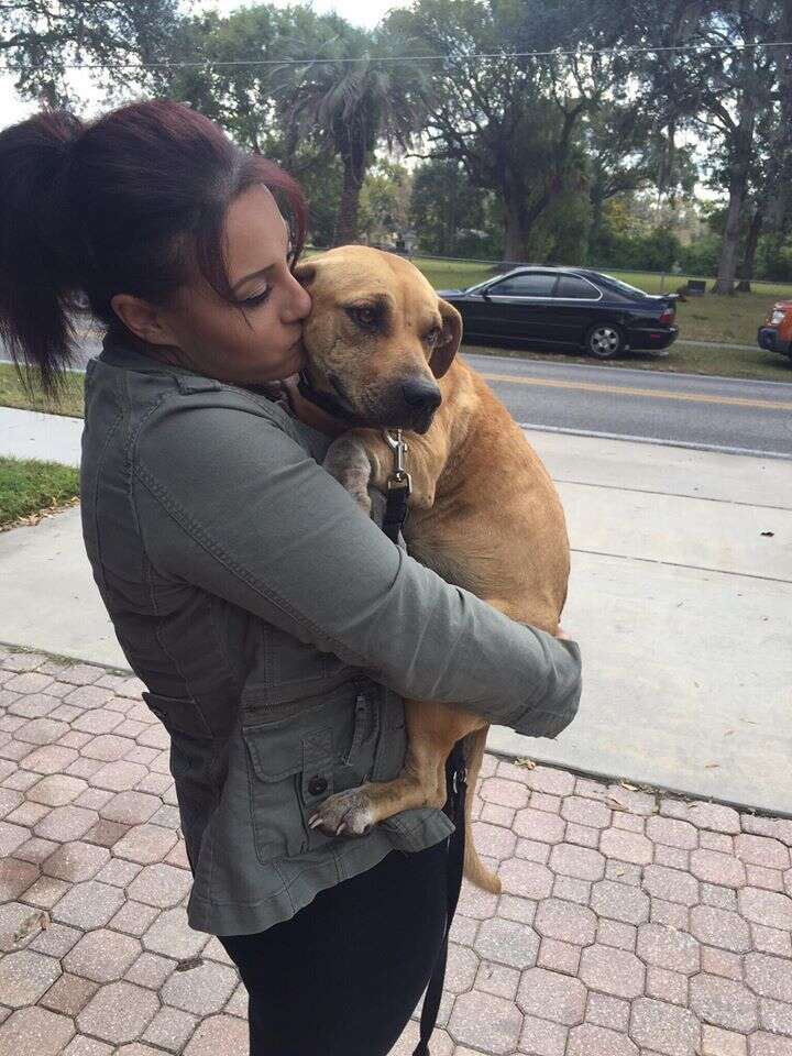 Harper being carried by Jennifer Adorno, president of Furever Bully Love Rescue