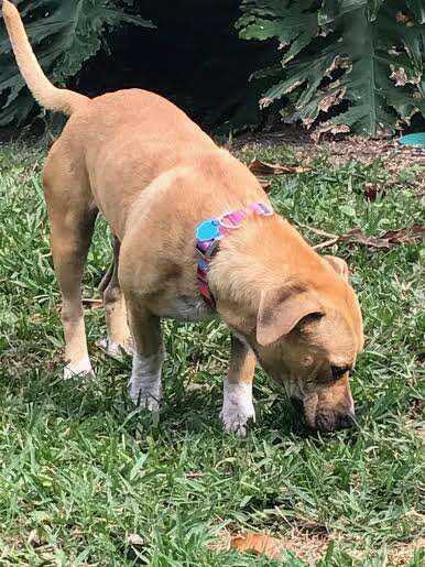 Harper, a dog rescued from Redland, Florida, enjoying life in foster care