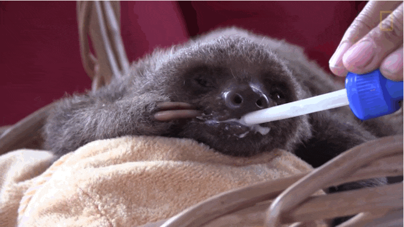 Orphaned Sloth Takes His Very First Steps Back Into The Wild - The Dodo