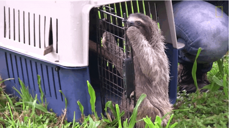 Orphaned Sloth Takes His Very First Steps Back Into The Wild - The Dodo