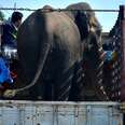 Elephant Chained For 45 Years Has No Idea She's About To Be Free