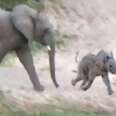 Clumsy Baby Elephant Falls Down, Causes A Pile-Up