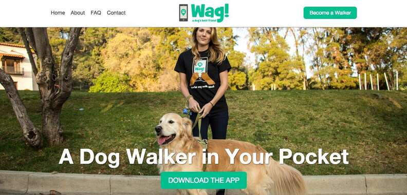 Wag instant 2024 dog walkers