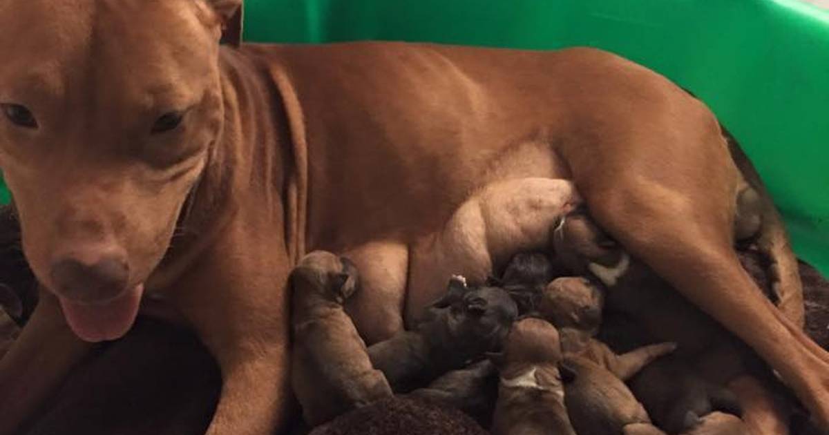 do pit bulls and chihuahuas get along