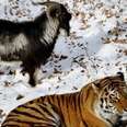 Zoo Tiger Betrayed By The Goat He Thought Was His Friend