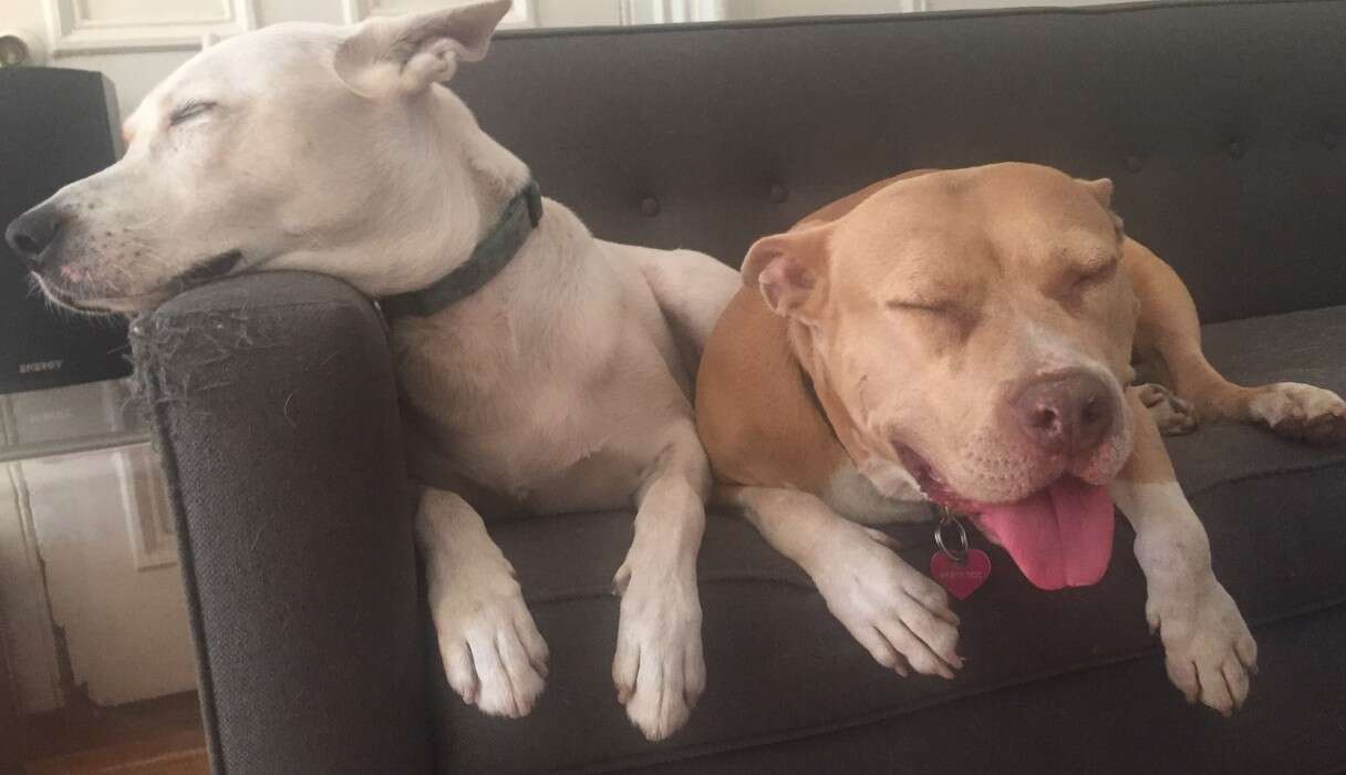 People Are Breeding Pit Bulls Over And Over — Then Dumping Them - The Dodo