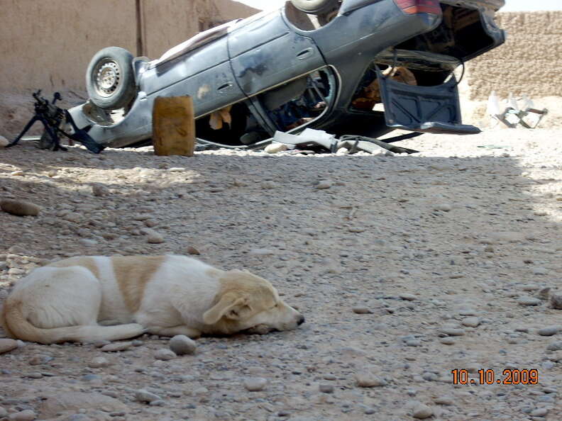 Marine Sees Stray Dog In Afghanistan And Knows What He Has To Do - The Dodo