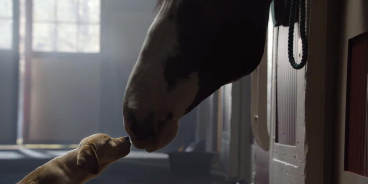 Budweiser's Super Bowl Puppy Commercial Will Make You All About