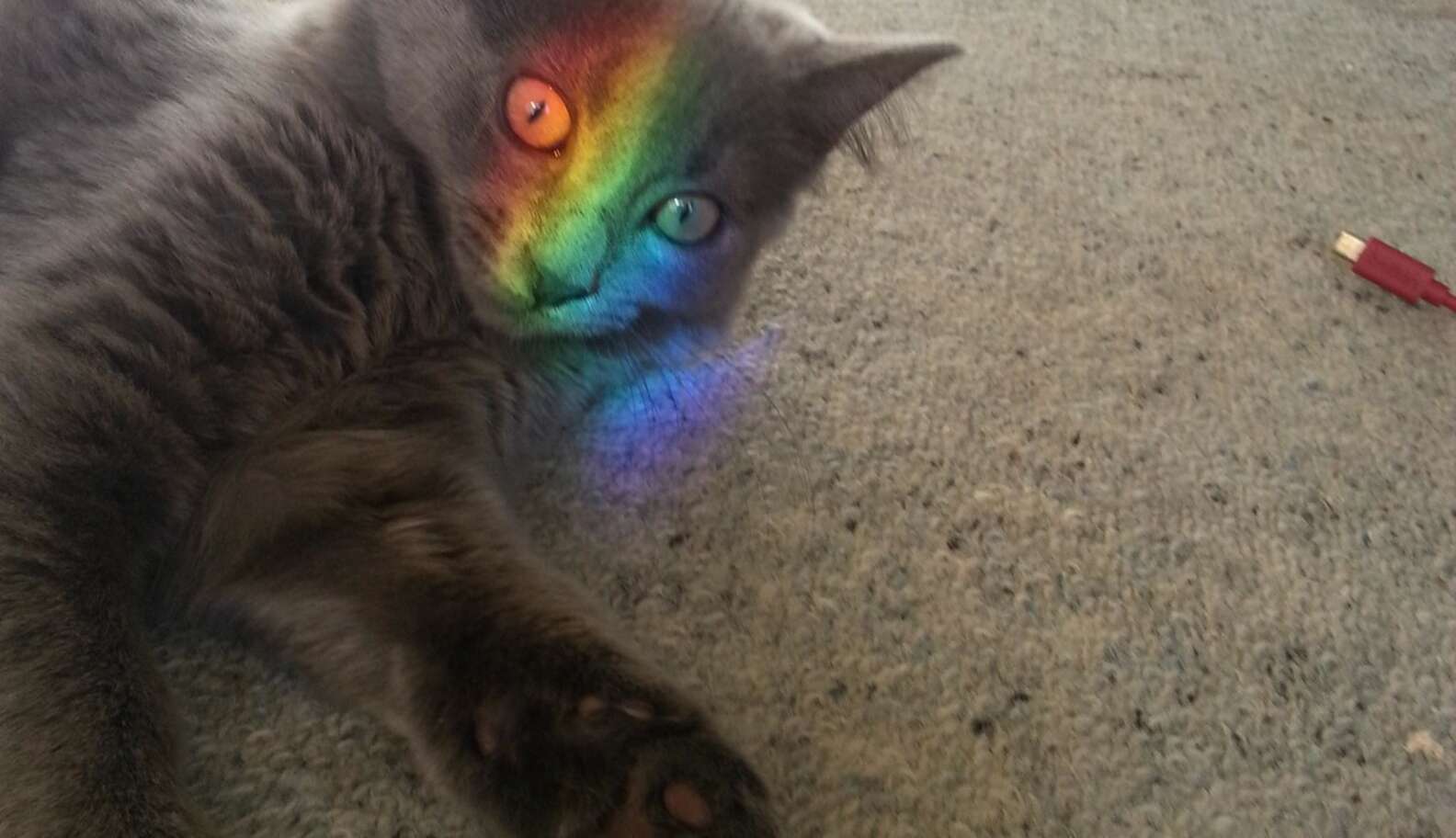 18 Pets Who Are Under Attack ... By Rainbows - The Dodo