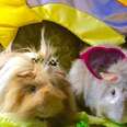Rescued Guinea Pigs' Lives Are Now Fabulously Photogenic