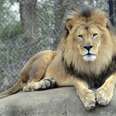 ​Saving zoo "surplus" lions and other animals from the bullet...