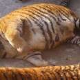 Shocking Photos Show Obese Tigers At Animal Park