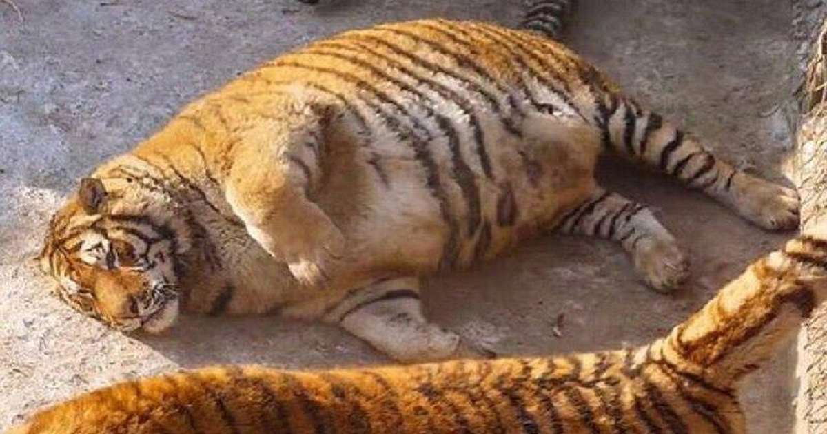 Obese Tigers Photographed At Chinese Animal Park The Dodo