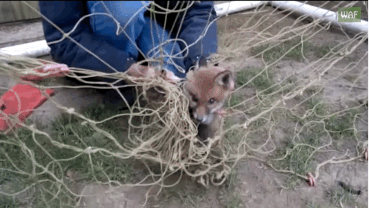Frightened Baby Fox tangled in football net gets a helping hand ...