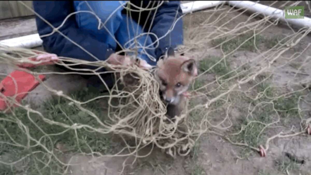 Fox Helping Roz Frightened Baby Fox tangled in football net gets a helping hand ...