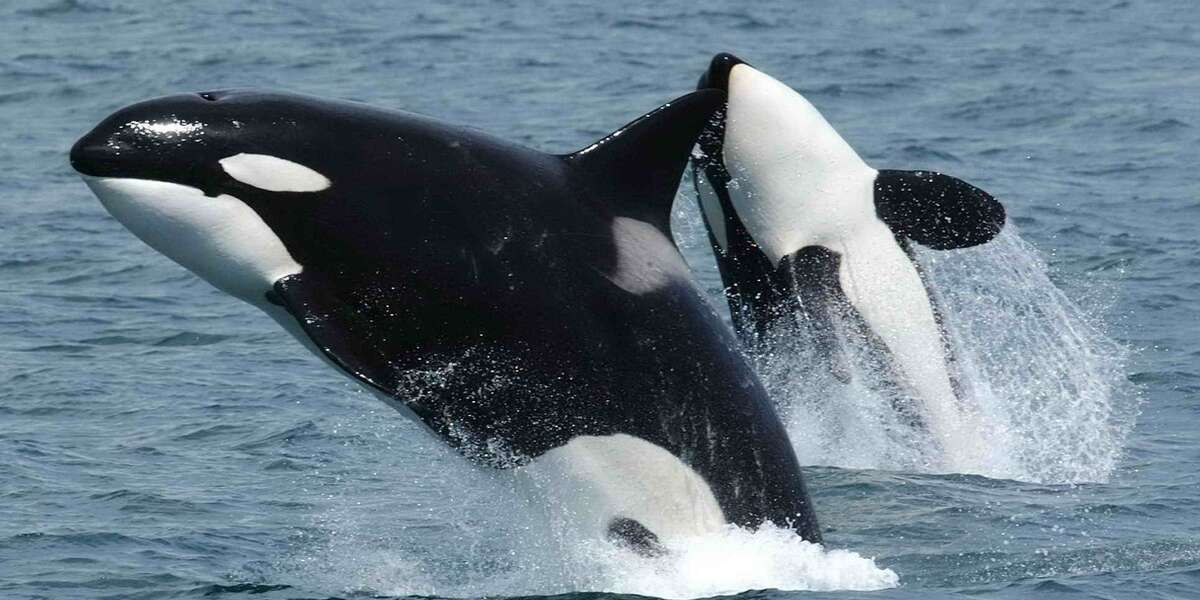 Woman Comforted Dying Orca After Mass Stranding in New Zealand - The Dodo