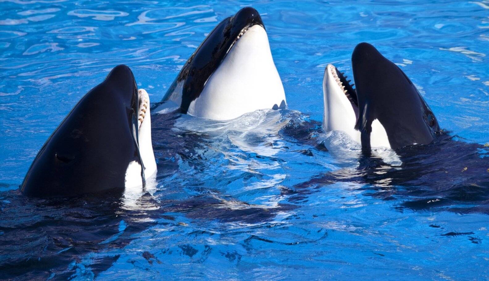 Here's A Truthful Version Of SeaWorld's New 'Truth' Ad - The Dodo