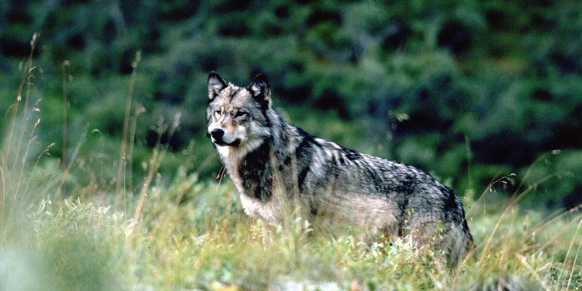 How Wolves Change Rivers - The Dodo