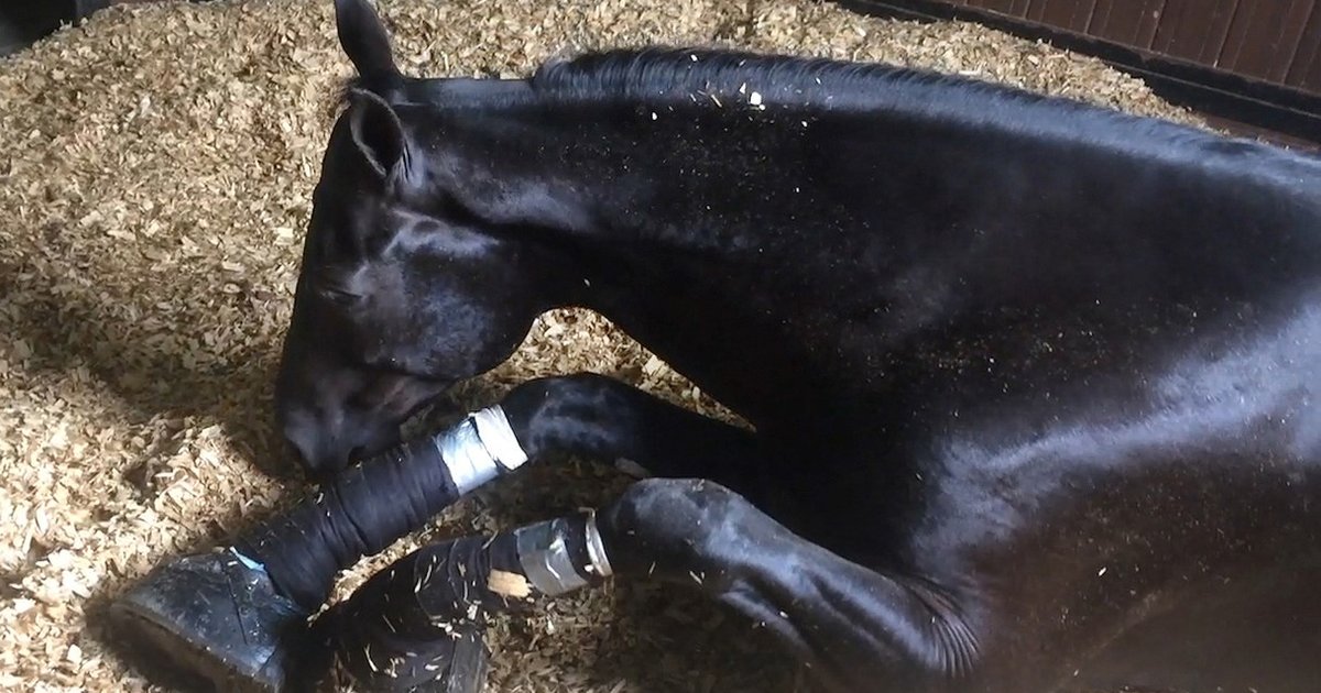 Horrific Horse Abuse Uncovered And No One Is Stopping It - The Dodo