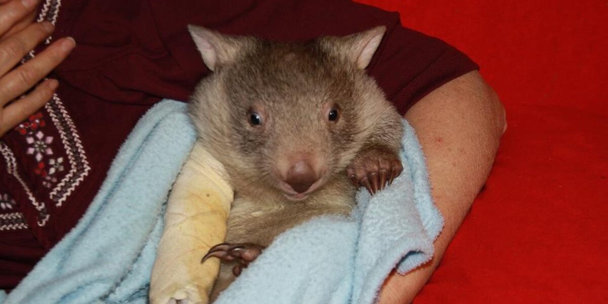 Rescued Wombat With 3 Broken Legs Grows Up So Fat And Happy The Dodo
